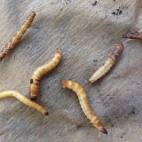 Kako se zauvijek riješiti žičnjaka u bašti